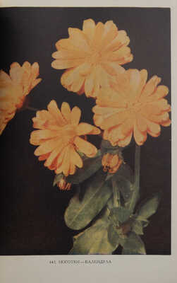 Цветы. Каталог семян / Худож.-оформ. В.Ф. Степанова и В.А. Родченко. М., 1958.